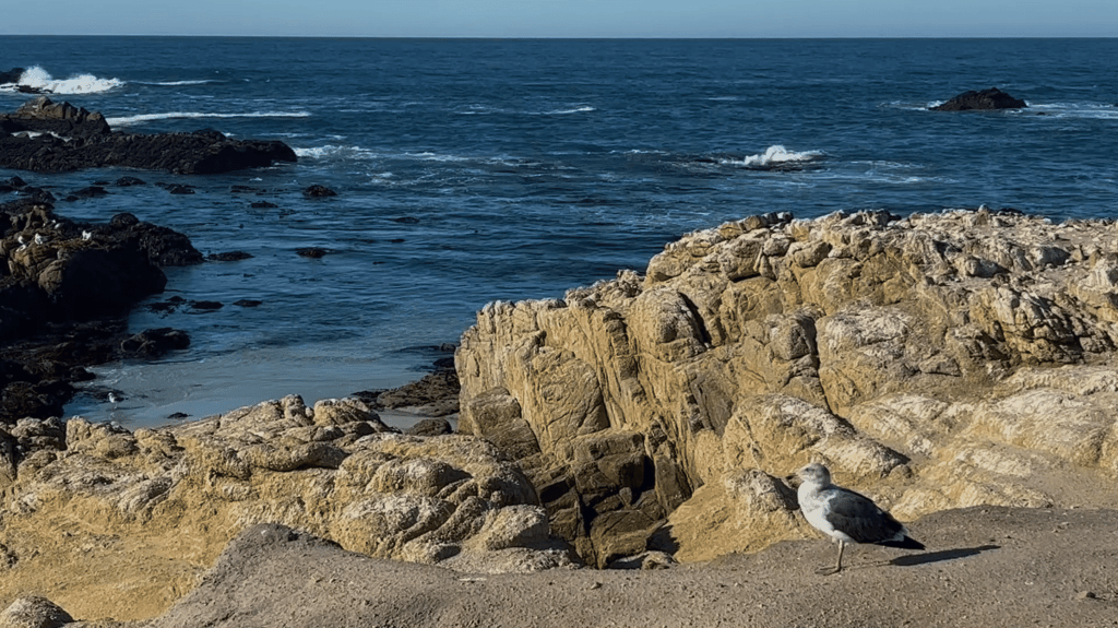 Flowers for California